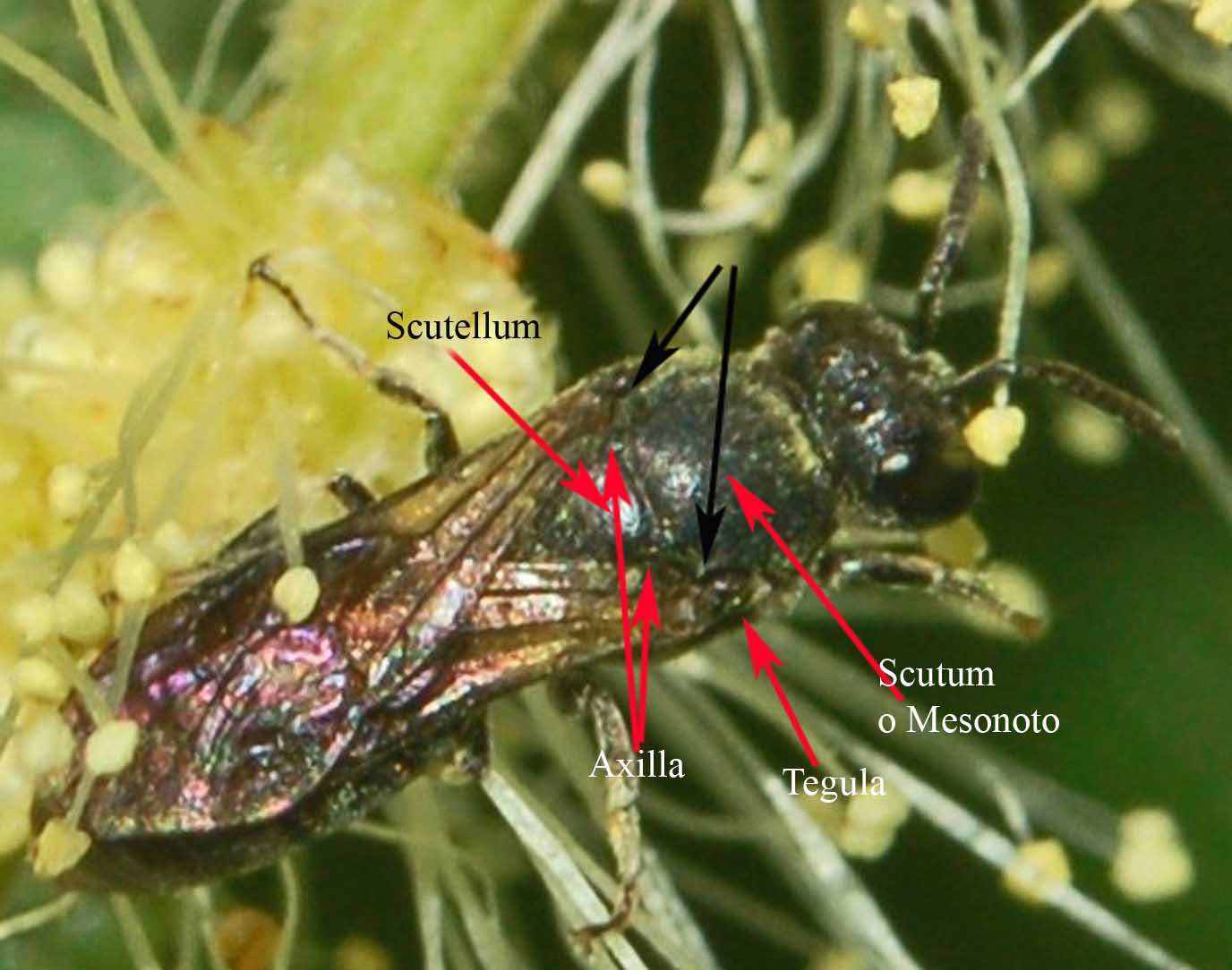 Delle piccole vespe nere: probabile Hylaeus sp. (Apidae Colletinae)